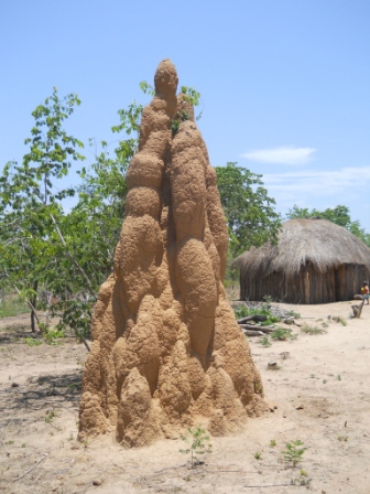 Termitaio - termite nest